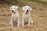 DOGUE ARGENTIN 207